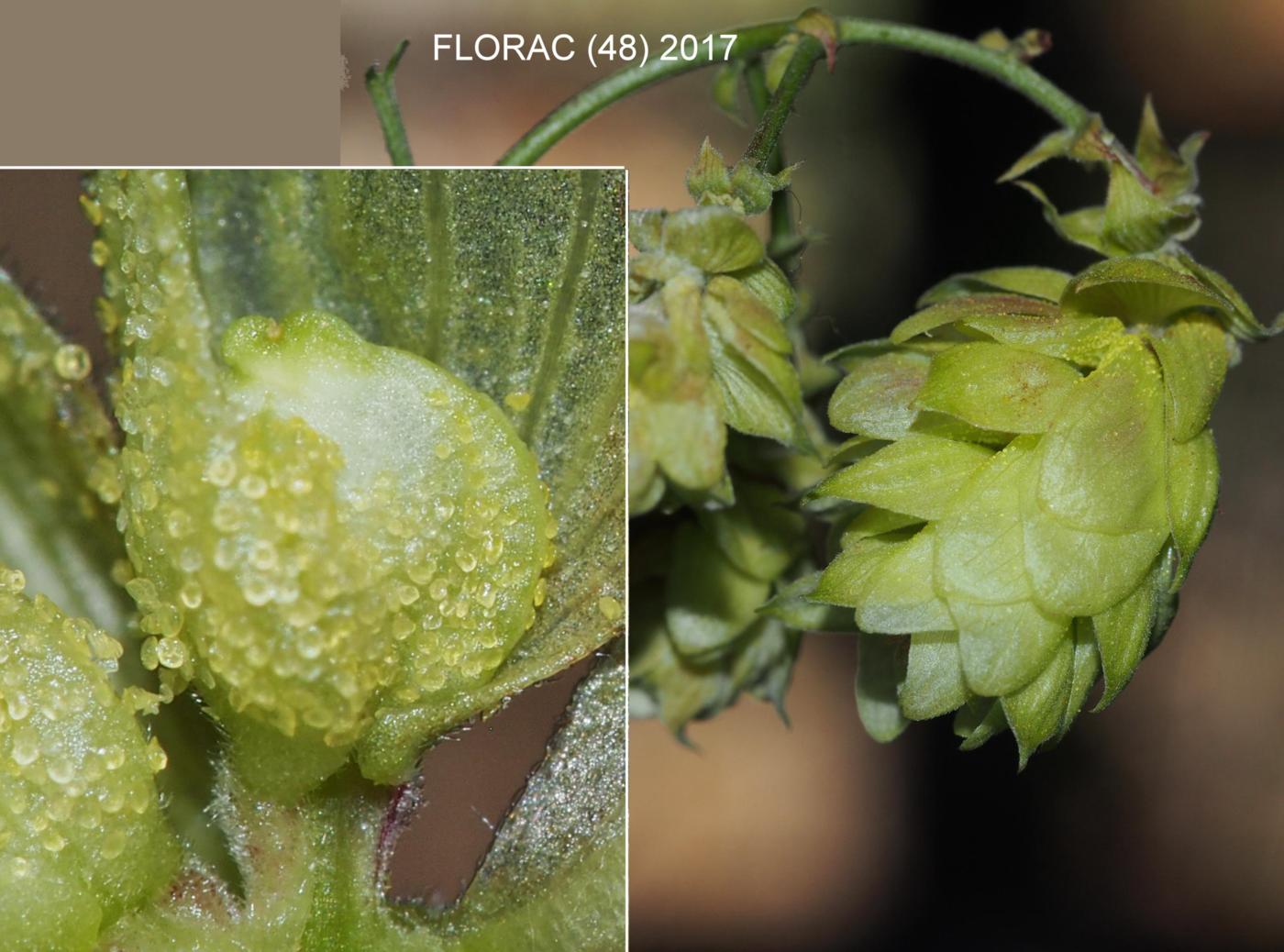 Hop fruit